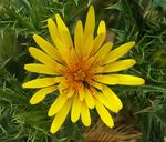 703px-Yellow_flower_with_critters.jpg