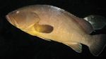 800px-Epinephelus_marginatus_1_by_Line1.jpg