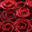 A_rose110208A2_14367.jpg